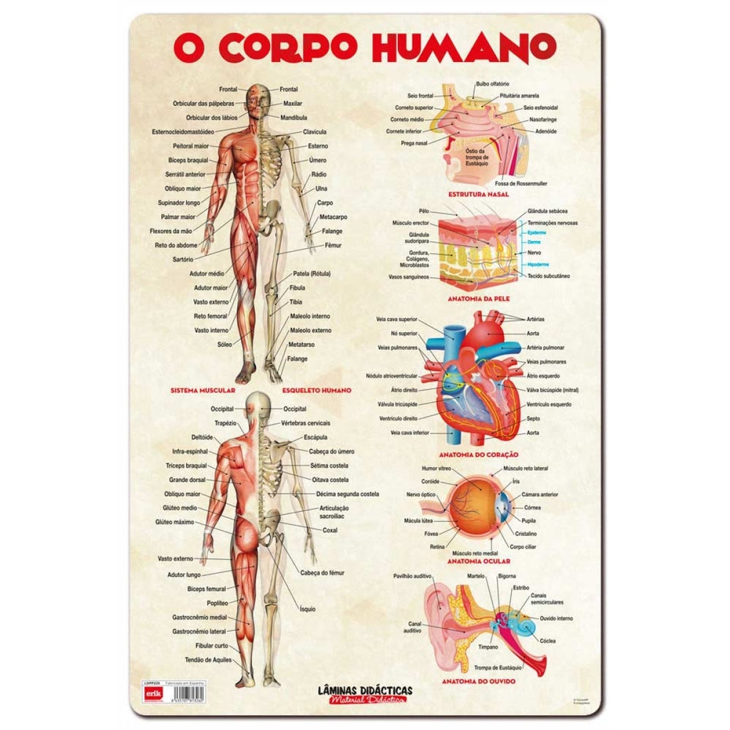 Base Didática O Corpo Humano 60x40cm ANIMATEK